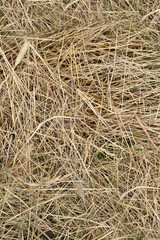 Yellow dried hay close up