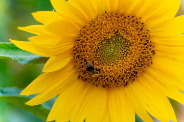 Obraz premium Bees pollinating vibrant sunflowers in a lush garden during a sunny summer afternoon