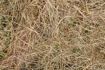 Yellow dried hay close up