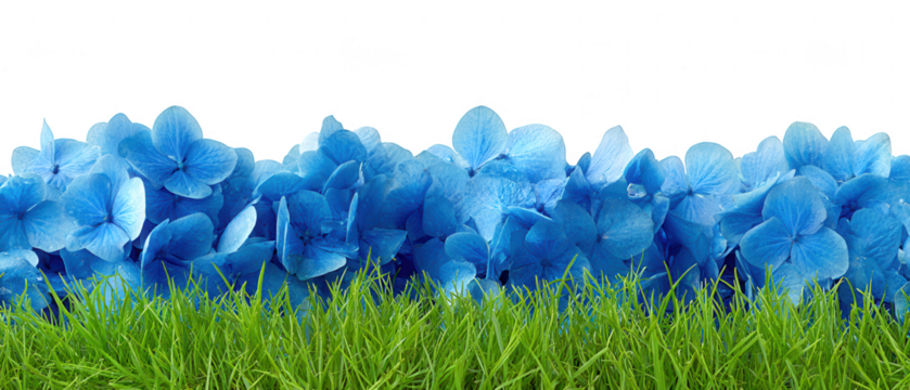 Blue hydrangea flowers border a green grass field isolated on transparent background