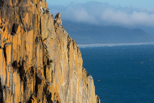 Colony of nesting Common murres on cliffs overlooking the Pacific Ocean in Oswalk West State Park