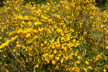 Yellow flowers. Common broom shrub (Cytisus scoparius) covered in small bright yellow flowers. Scotch broom flowers for background, post, screensaver, wallpaper, postcard, banner, cover, website