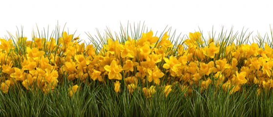 A vibrant border of yellow daffodils in green grass isolated on transparent background
