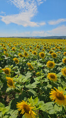 das Sonnenblumenfeld
