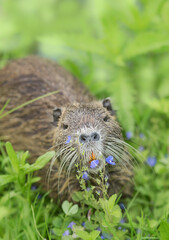 nutria, coypu, Myocastor coypus - herbivorous, semiaquatic rodent close-up against a background of green grass, in its natural habitat.
