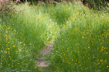 Summer field. Well-trodden path among tall green grass that blooms with small yellow flowers