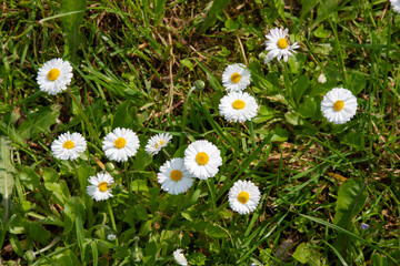 White wild flower. Small field daisies. Chamomiles on sunny summer day. Chamomile tea. Medicinal plant. White flowers for background, post, screensaver, wallpaper, postcard, banner, cover