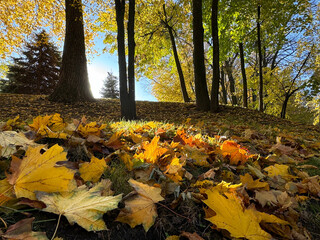 Autumn park with fallen leaves.