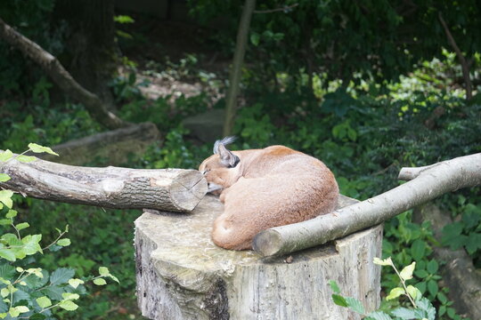 Caracal