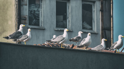 Seagulls perched on city rooftop ledge in Istanbul, Turkey with urban weathered background and...
