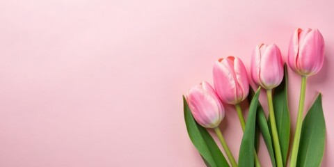Delicate Pink Tulips on a Soft Pink Background A Springtime Floral Arrangement Featuring Three Blooming Flowers with Lush Green Leaves, Perfect for Greeting Cards or Seasonal Designs