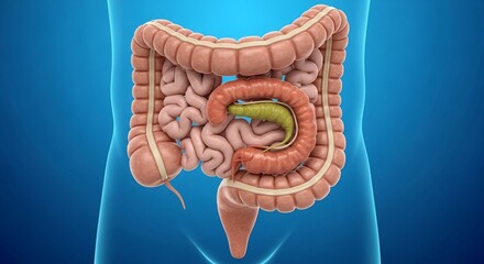 Detailed Human Digestive System Illustration Showcasing Intestines and Stomach in Anatomical Style