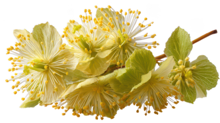 Delicate yellow flowers with prominent stamens isolated on transparent background