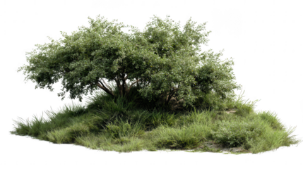 A lush green tree and grass isolated on transparent background
