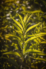 Obraz premium Leaves. Sunny June day in the forest. Close-up on a blurred background.