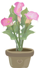 Pink calla lilies blossoming in terracotta pot with green leaves indoors