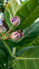 This flower is called biduri or widuri. Its flowers are covered in white or purple wax. Its leaves are oval-shaped and its stems secrete a milky white latex. It's a beautiful flower.