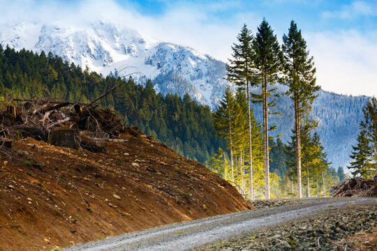 Logged hillside of spruce, hemlock and fir trees, Olympic Peninsula, Port Angeles
