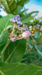 This flower is called biduri or widuri. Its flowers are covered in white or purple wax. Its leaves are oval-shaped and its stems secrete a milky white latex. It's a beautiful flower.