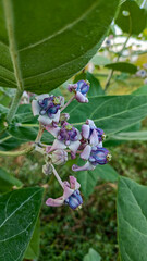 This flower is called biduri or widuri. Its flowers are covered in white or purple wax. Its leaves are oval-shaped and its stems secrete a milky white latex. It's a beautiful flower.