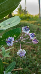 This flower is called biduri or widuri. Its flowers are covered in white or purple wax. Its leaves are oval-shaped and its stems secrete a milky white latex. It's a beautiful flower.