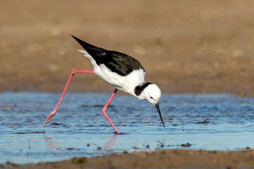 Bird with Pink Legs and Straight Bill in Shallows - Pied Stilt (Himantopus leucocephalus)