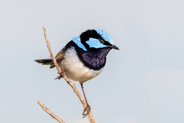Obraz premium Superb Fairywren in Full Plumage Resting on Twig
