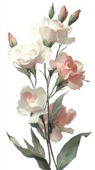 Elegant Floral Illustration of Pink and White Lisianthus Flowers on a White Background with Soft Textures