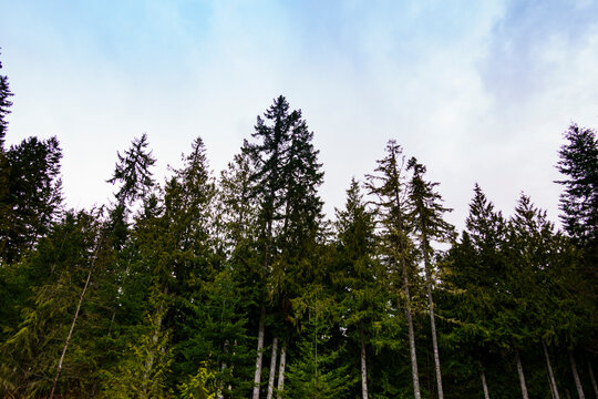 Tall Noble fir trees, Abies procera in Olympic National Forest.