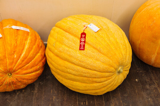 Entries for the largest pumpkin competition at a country fair.