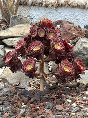 Unique succulent plant Aeonium arboreum with vibrant red flowers and green rosettes grows among the rocky landscape, showcasing natural beauty and resilience in arid environment. Vertical background