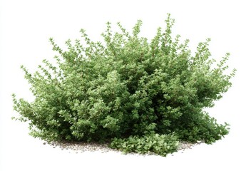Fototapeta premium Lush green shrub, small leaves, on a bed of gravel