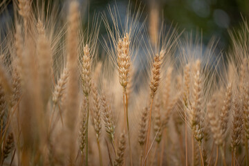 wheat ear, macro photo in the wheat field ready for harvest. Bread is made from wheat grains