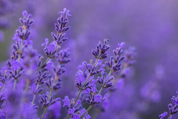 Fototapeta premium Wicker basket with lavender flowers on lavender field Woman in white dress holding basket with lavender flowers on lavender field 