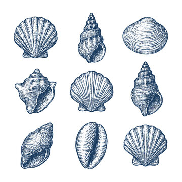Vintage shell illustration set of 9 sea shells in detailed hand-drawn style. Perfect for marine-themed designs and nature artworks.