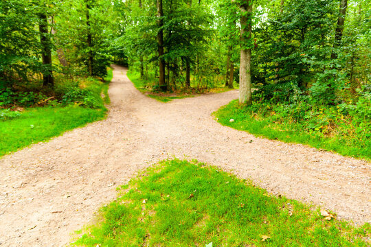 Four way intersection of gravel paths in a forest. 