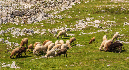 sheep depasture green grass, among stone, on the mountain