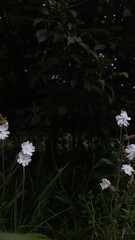 white flowers in the water