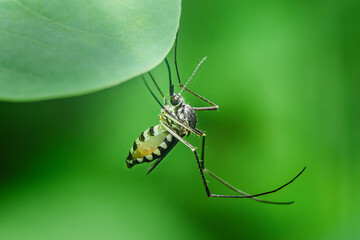 Fototapeta premium Asian tiger mosquito resting under green leaf