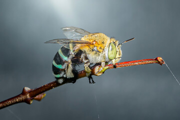 Metallic green bee resting on branch with grey background