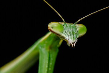 Praying mantis posing on dark background close-up