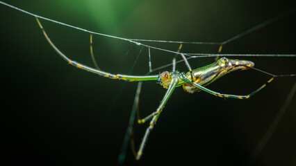 Green spider weaving its web in the forest