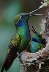Fototapeta premium A green and blue hummingbird feeding two black baby birds in the nest, 