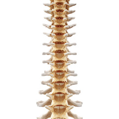 3d Rendered Illustration of Pain in the Human Spinal on Transparent Background.