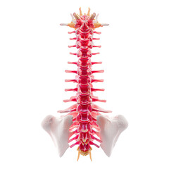 3d Rendered Illustration of Pain in the Human Spinal on Transparent Background.