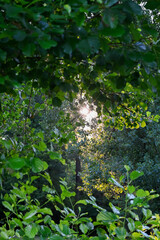 Tranquil nature Scene in Artix