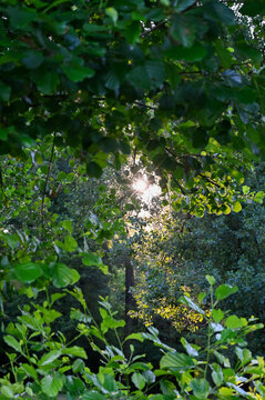 Tranquil nature Scene in Artix