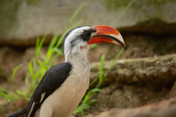 A view of a male Von de Decken's hornbill.