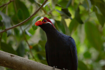 A view of a violet turaco on a branch.