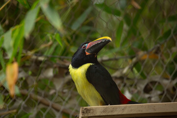 A view of a green aracari.